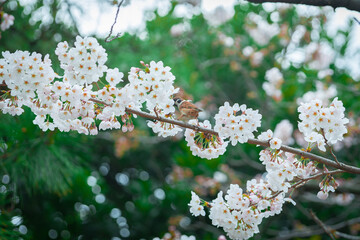 Japanese Bird (Brown-eared bulbul) on the Sakura tree branch
