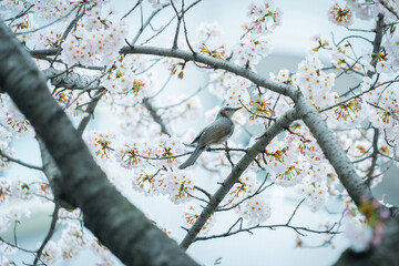 Japanese Bird (Brown-eared bulbul) on the Sakura tree branch