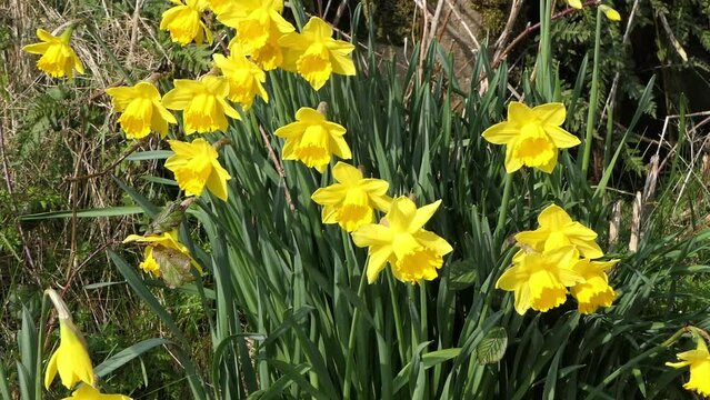 Beautiful Yellow Daffodils blowing in light breeze in a walled garden 