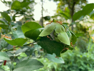 leaves on a tree