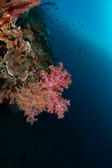 Plakat Amazing coral reefs at the famous Liberty ship wreck. Underwater world of Tulamben, Bali, Indonesia.