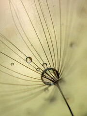 Large dandelion seeds on a beige background. Macro with selective focus
