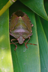 Vertical closeup on the green shieldbug, Palomena prasina, hdiding in the bamboo