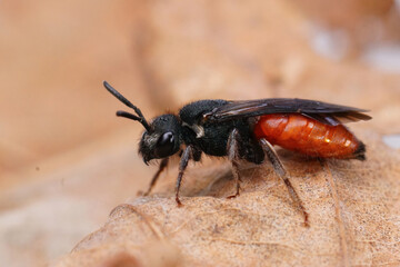 Closeup on the ruby red solitary parasitic blood bee Sphecodes albilabris sitting on a dried leaf