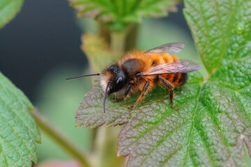 Closeup on a fresh emerged male red mason bee, Osmia rufa sitting on a green leaf
