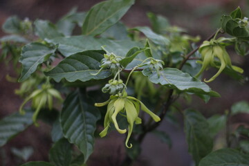 Photo of Kenanga flowers that are still green with a natural blur background