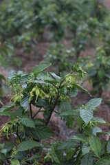 Photo of Kenanga flowers that are still green with a natural blur background