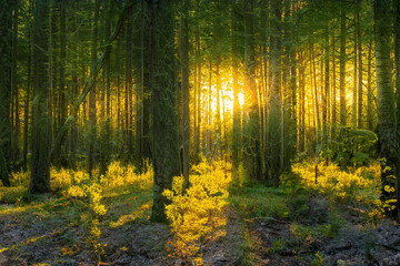 Magical sunset in the forest.