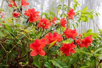 Gardinen There are red azaleas in the thick fog bamboo forest. © may