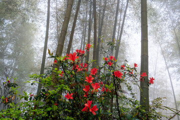 There are red azaleas in the thick fog bamboo forest.