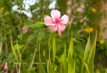 Fototapeta premium Pink macro hibiscus flower on blur green leaves background.