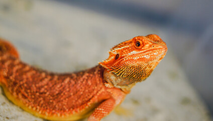 Bearded dragon (Pogona Vitticeps) is australian lizard with close up	
