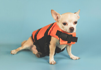 cute brown short hair chihuahua dog wearing orange life jacket, on blue background. Baywatch dog. Pet Water Safety.