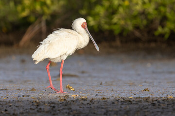 Ein afrikanischer Löffler am Ufer vor Mangroven in der Seitenansicht