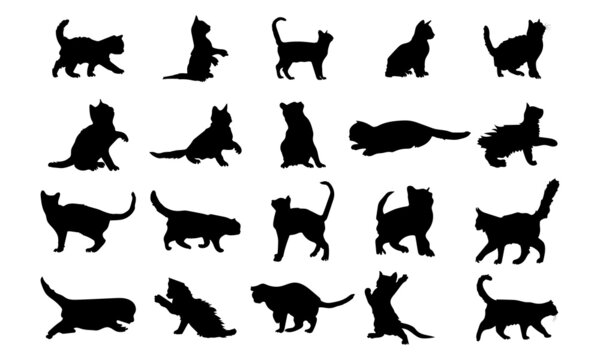 Vector silhouette of a cat on white background.