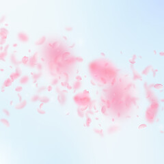 Sakura petals falling down. Romantic pink flowers falling rain. Flying petals on blue sky square background. Love, romance concept. Fresh wedding invitation.