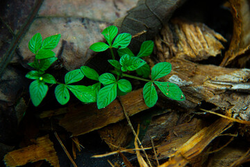 four clover on the ground