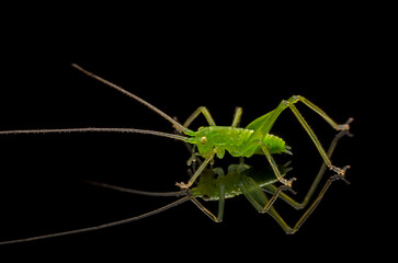 P5280227 drumming katydid, Meconema thalassinum, on a black reflective surface cECP 2016