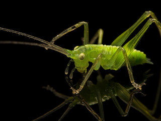 P5280235 close-up of a drumming katydid, Meconema thalassinum, on a black reflective surface cECP...