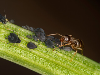 P8310427 Field ant, Formica species, tending aphids in a mutualistic relationship, cECP 2013