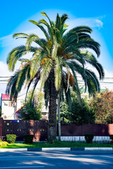 Fototapeta premium Lush palm tree on the background of the blue sky on the side of the road.