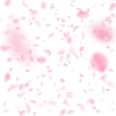 Fototapeta na wymiar Sakura petals falling down. Romantic pink flowers falling rain. Flying petals on white square background. Love, romance concept. Original wedding invitation.