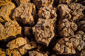 Brown dry soil background, top view, grunge.