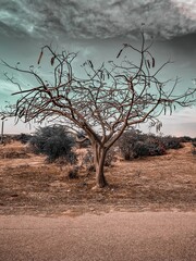 dead tree in the desert