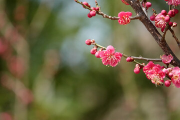 Spring flower plum,A blooming plum flower
