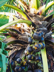 Lot of Fruits hanging to Asian palmyra palm or Borassus flabellifer, commonly known as doub,palmyra ,tala or tal palm,toddy,wine palm or ice apple. Palmyra palm fruit with leaves. Selective focus.