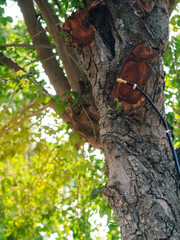 Brass mist nozzles or sprinklers for spraying water spray on trees. Mist nozzle water spraying system for tree on a hot summer day.  Watering plants system in gardens with green plants as background.