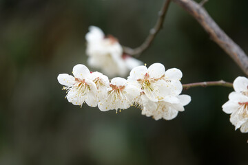 Spring flower plum,A blooming plum flower
