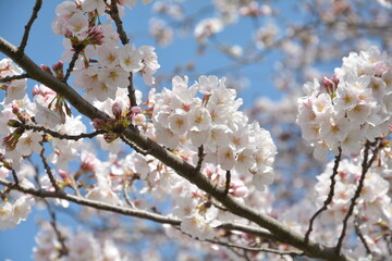 桜