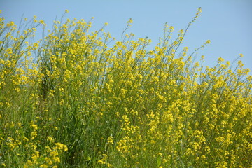 菜の花