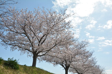 Fototapeta premium 桜