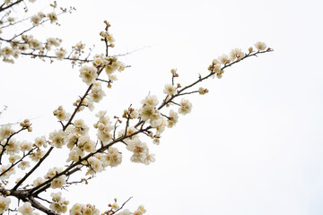 Spring flower plum,A blooming plum flower