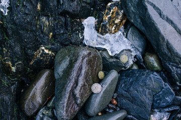 Shells, Ice and Rocks on the Beach in Alaska