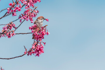 寒緋桜の蜜を吸うスズメ