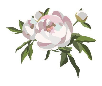 Bouquet of white peonies isolated on white background