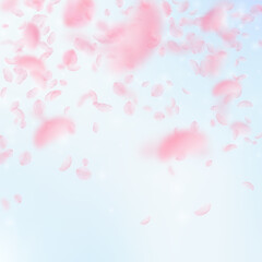 Fototapeta na wymiar Sakura petals falling down. Romantic pink flowers falling rain. Flying petals on blue sky square background. Love, romance concept. Extra wedding invitation.