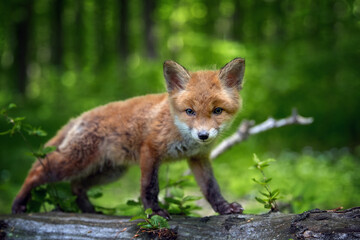 Naklejka na ściany i meble Red fox, vulpes vulpes, small young cub in forest. Cute little wild predators in natural environment