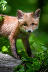 Red fox, vulpes vulpes, small young cub in forest. Cute little wild predators in natural environment