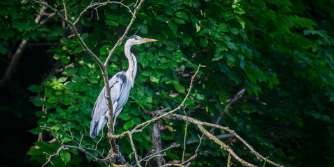 Grey heron on the tree. Wild wading bird with long legs and beak on branch