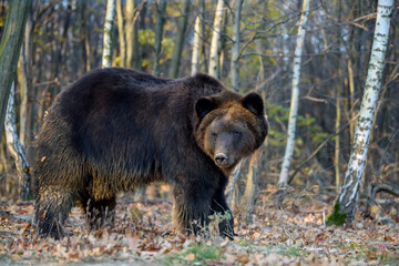 Obraz na płótnie Canvas Bear in autumn forest. Ursus arctos, fall colours. Dangerous animal in natural habitat