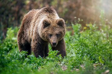 Fototapeta premium Wild Brown Bear in the summer forest. Animal in natural habitat. Wildlife scene