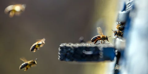 Wandcirkels plexiglas Bijen die in het kleine gaatje van de bijenkorf komen © byrdyak