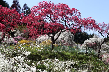 枝垂れ桃の花園