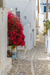 Traditional Cycladitic alley with narrow street, whitewashed houses and a blooming bougainvillea in Marpissa Paros island, Greece.