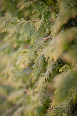 close-up of thuja needles