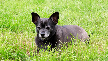 A black chihuahua dog lies in the grass. Summer, pets